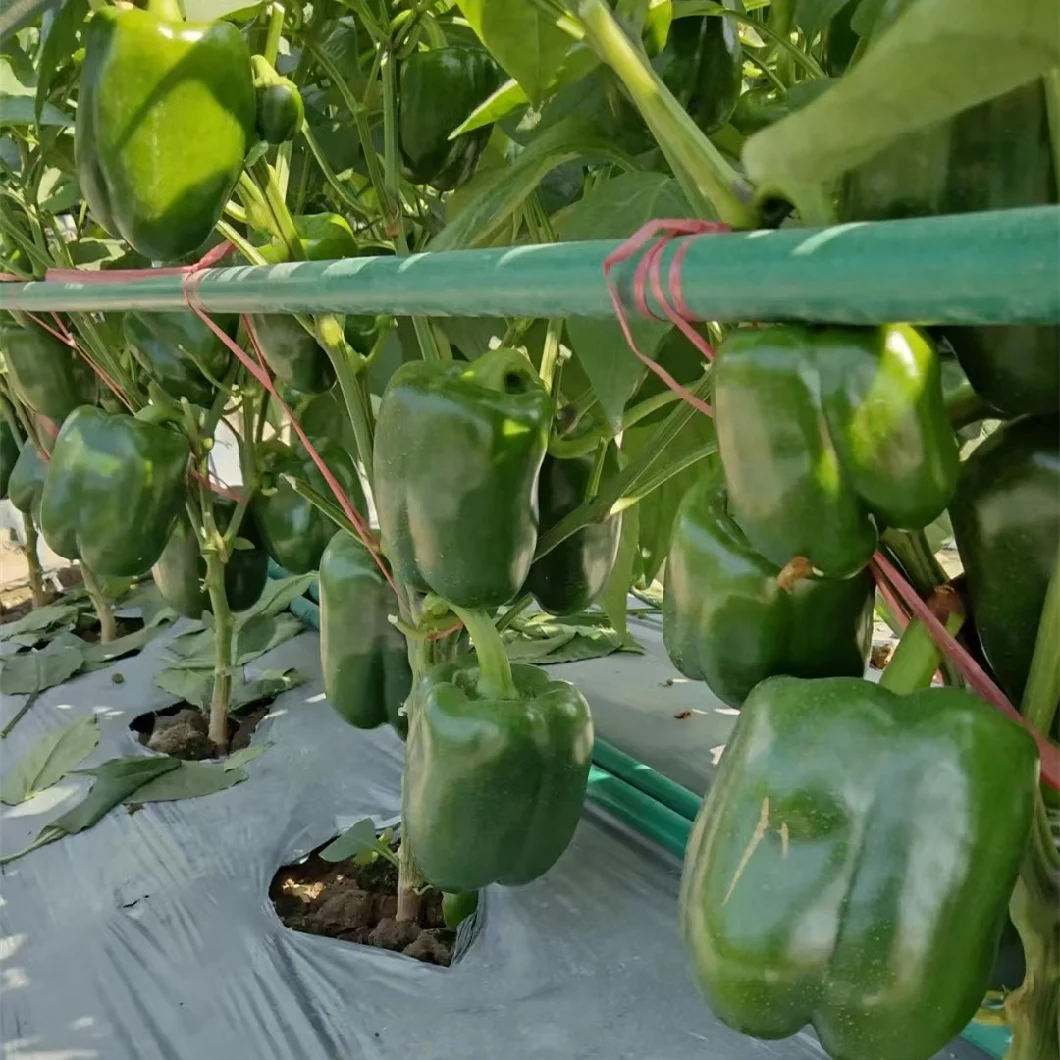 Hot Sale Hybrid F1 Deep Green Sweet Pepper Seeds for Growing-The Lord