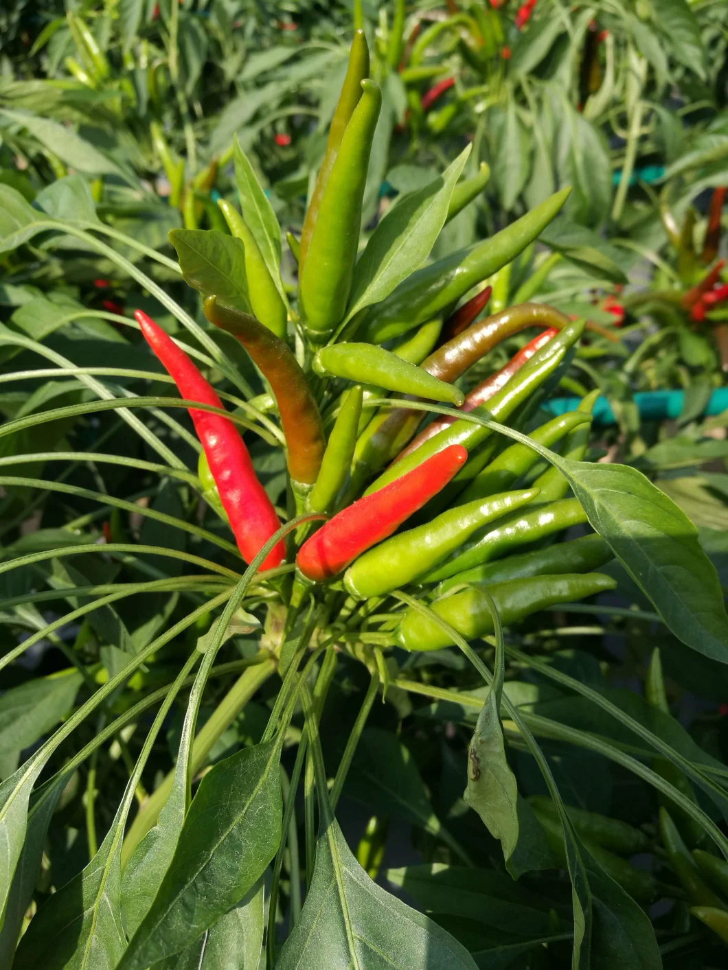 HD Capsicum Hybrid Upright Chili Pepper Seeds of Cluster