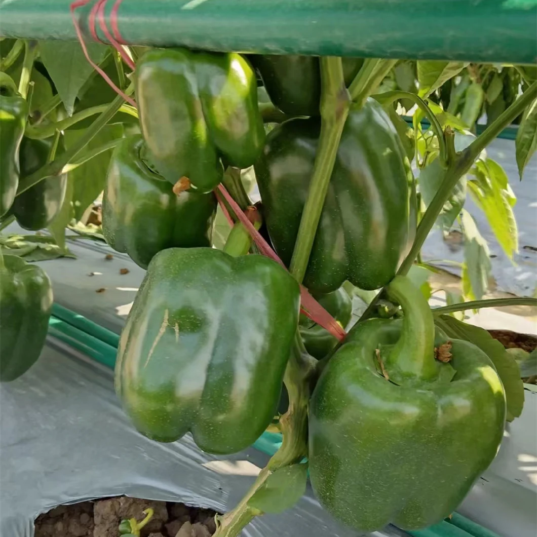 Hot Sale Hybrid F1 Deep Green Sweet Pepper Seeds for Growing-The Lord