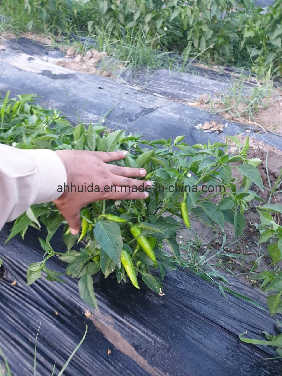 HD Triangle Shape Small Size Green Chili Pepper/Capsicum Seeds1