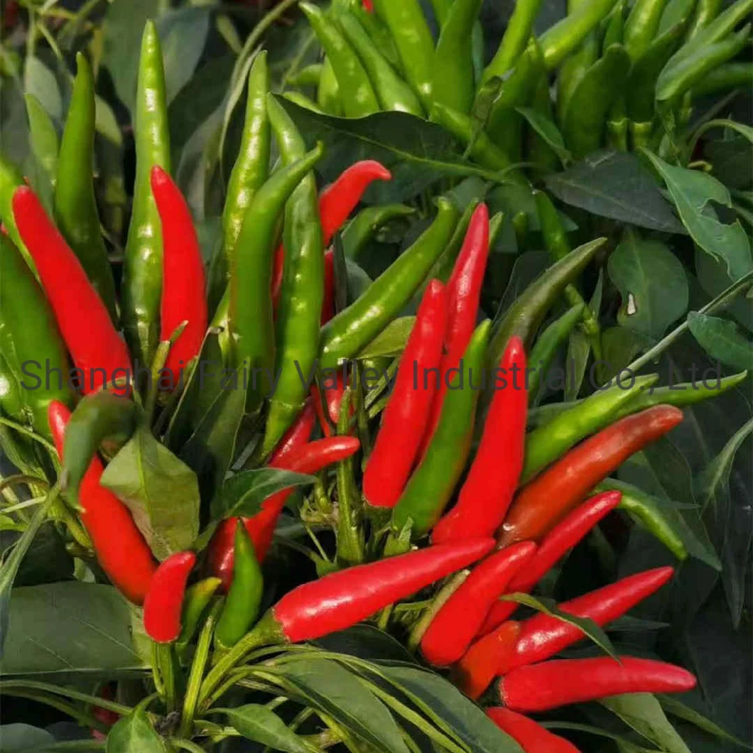 High Yield Hybrid F1 Red Cluster Pepper Chilli Seeds for Growing-Korean Rice Chilli King