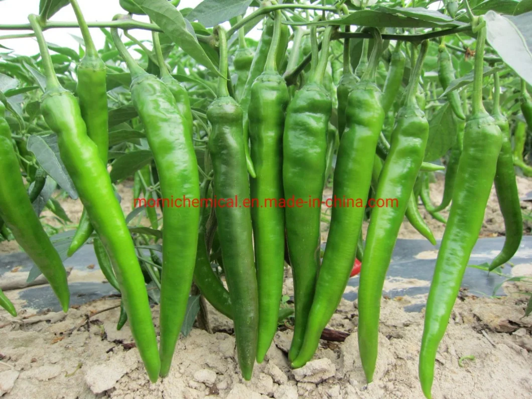 Hybrid F1 Resistance to Cold and Low Light Think Fresh Pepper Seeds