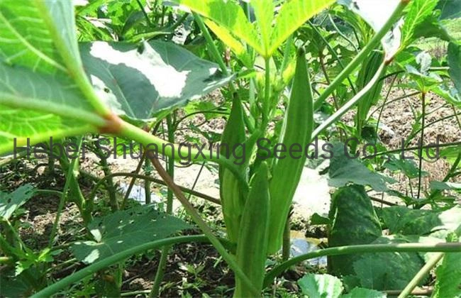 Planting Seeds Hybrid Okra Seeds Vegetable Seeds