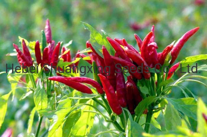 Summer Hybrid Chilli Seeds Vegetable Seeds for Sowing