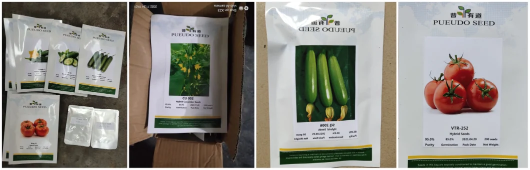 High Yield Cucumber Seeds for Growing