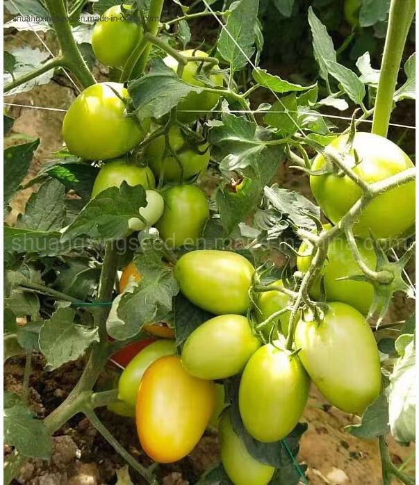 Big Oval Determinate Hybrid Tomato Seeds Vegetable Seed for Sowing