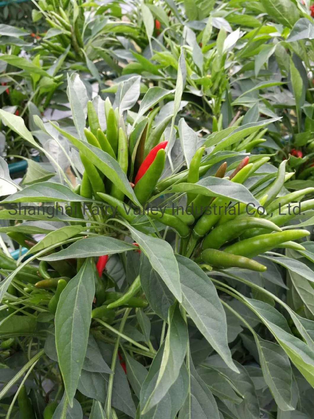 Hybrid F1 Red Cluster Pepper Chilli Seeds Vegetable Seeds for Growing-Sky King Star No. 2