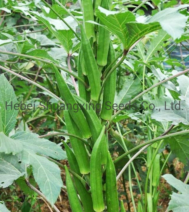 Planting Seeds Hybrid Okra Seeds Vegetable Seeds