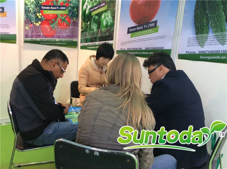 Suntoday Cucumber Seeds Rate