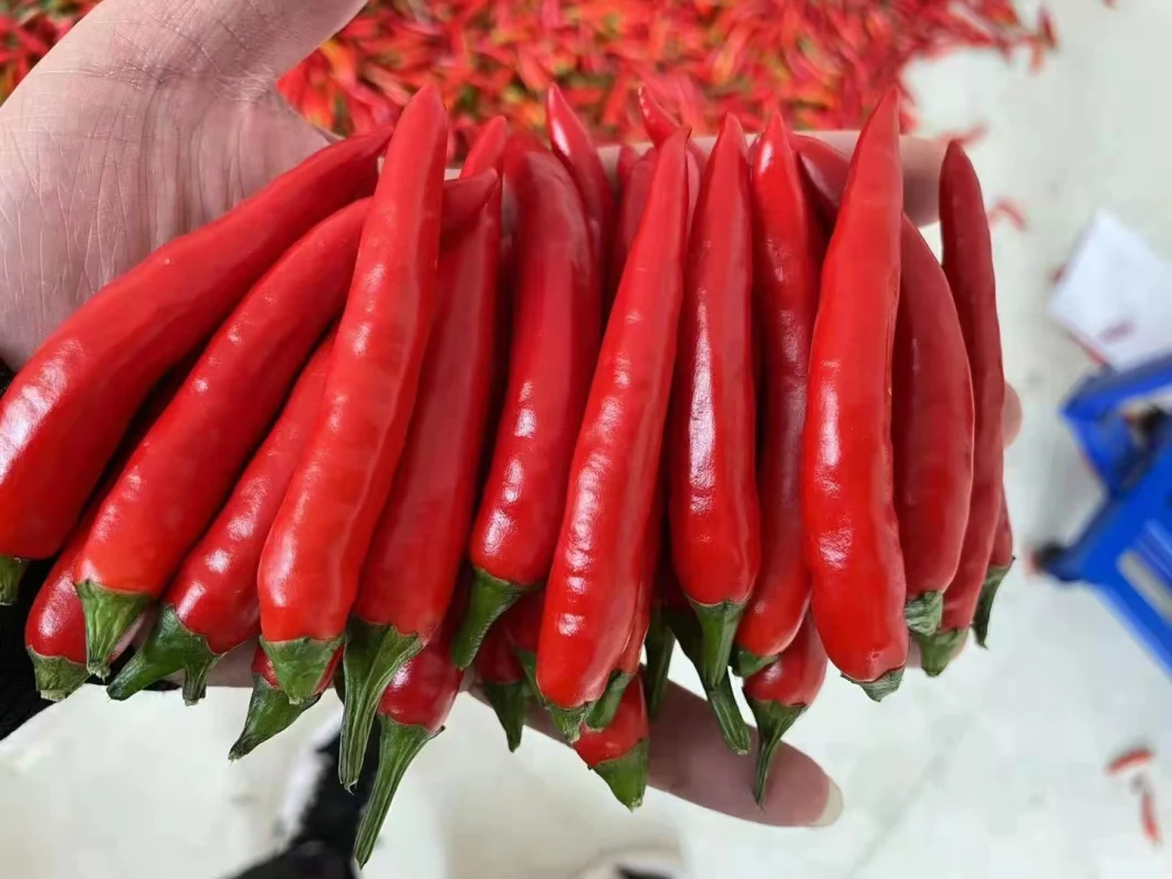 HD Capsicum Hybrid Upright Chili Pepper Seeds of Cluster