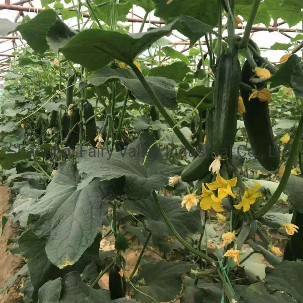 High Yield Hybrid Fruit Cucumber Seeds for Growing-Rich Lord No. 4