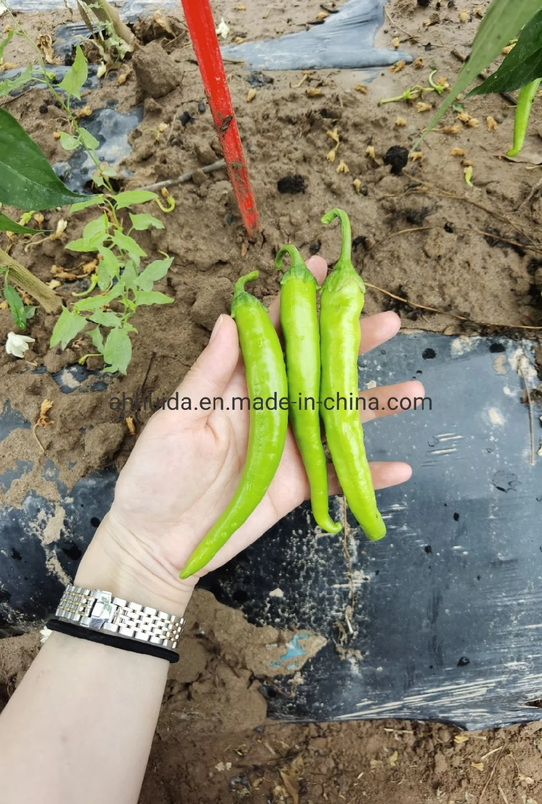 Yellow Color HD Capsicum Chili Pepper Seeds for Sowing