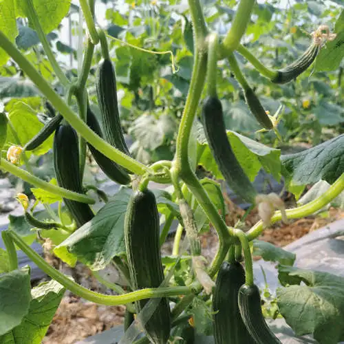 Heat Resistant Hybrid Fruit Cucumber Seeds Can for Summer Growing-Hot King No. 2