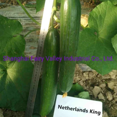 Semi di cetriolo ibridi cinesi F1 ad alta densità per la coltivazione di 30-35 cm di lunghezza nei Paesi Bassi