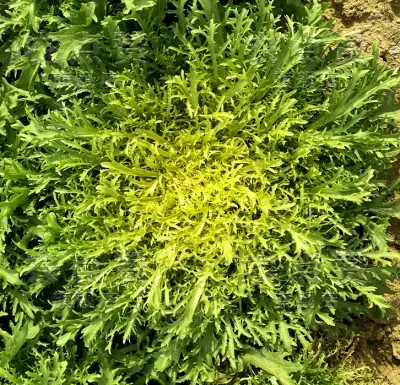 Insalata di lattuga con semi di crisantemo amaro, semi di verdure fredde