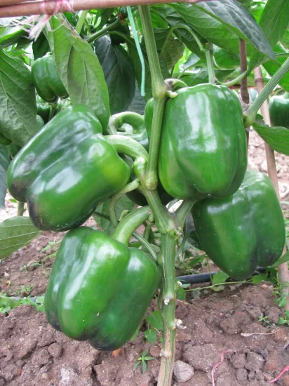 HD Capsicum semi di pepe verde scuro a polpa spessa