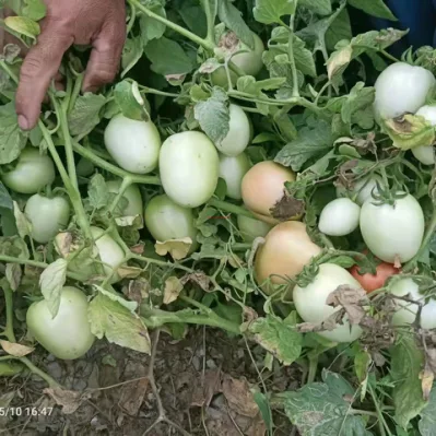 La grande forma ovale resistente al calore determina semi di ortaggi ibridi di pomodoro per la semina