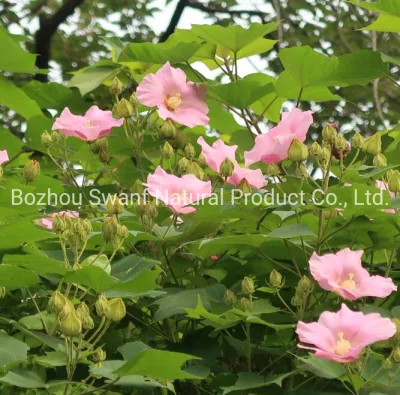 1 kg di semi di alberi di colore misto, semi di Hibiscus mutevole per la semi