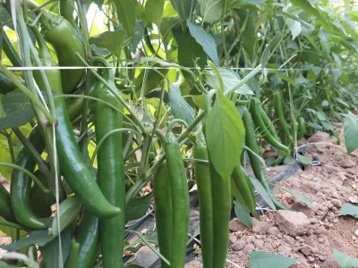 Semi di peperoncino piccante Chierston di domenica