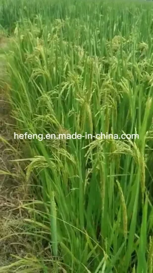 Riso/semi di riso da semina con resa elevata