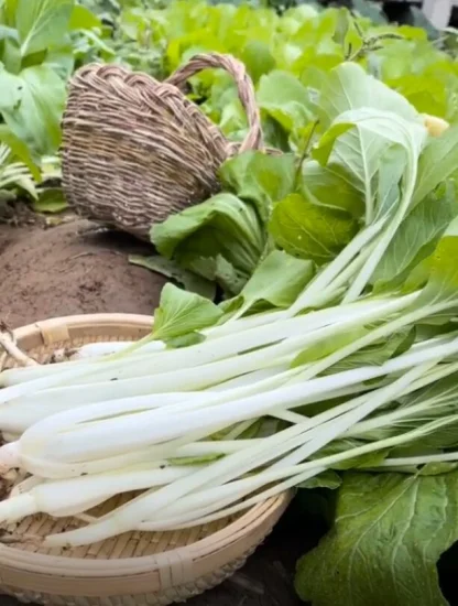 Semi di cavolo cinese sani, resistenti al calore e gustosi con un lungo gambo bianco