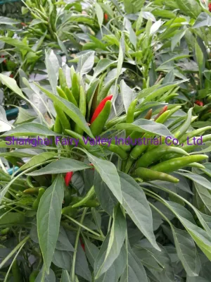 Semi di peperoncino ibrido F1 Red Cluster Pepper Semi di ortaggi per Growing-Sky King Star No. 2