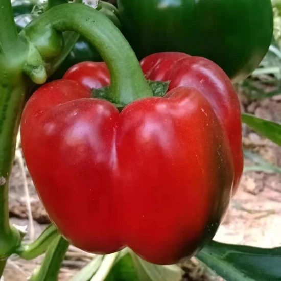 Semi ibridi di peperone dolce F1 rosso per la coltivazione